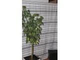 Cortina de Puerta estilo Jacquard Gris-Multicolor 155 x 220 cm